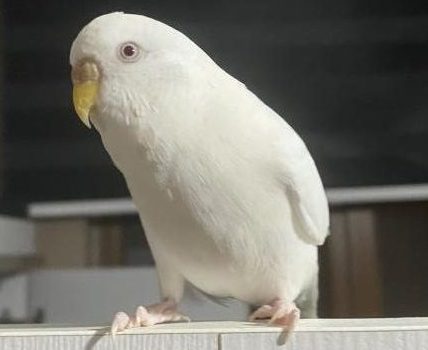 Albino Muhabbet Kuşu​