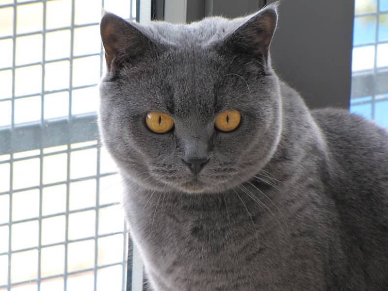 British Shorthair