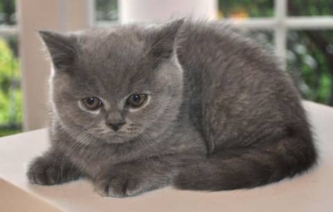 Chartreux kedisi