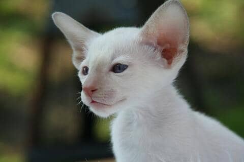 Cornish Rex kedisi