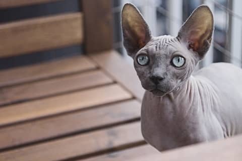 Devon Rex kedisi