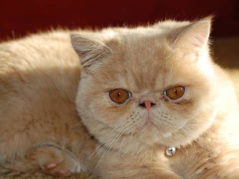 Exotic Shorthair kedisi​