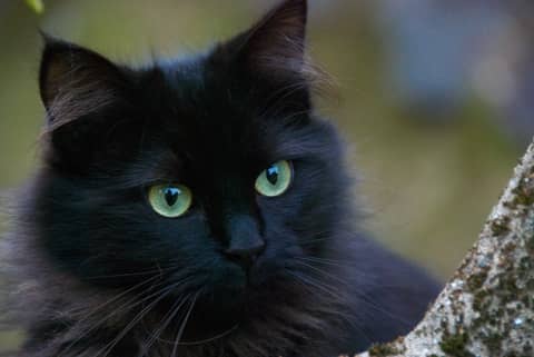 Nebelung Kedisi