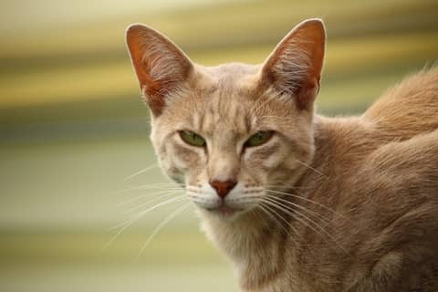 Ocicat kedisi