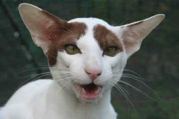 Oriental Shorthair Kedisi