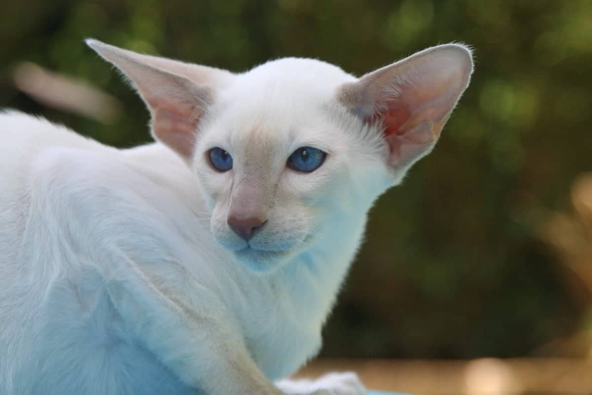 Peterbald kedisi​