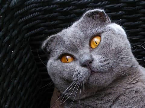 Scottish Fold