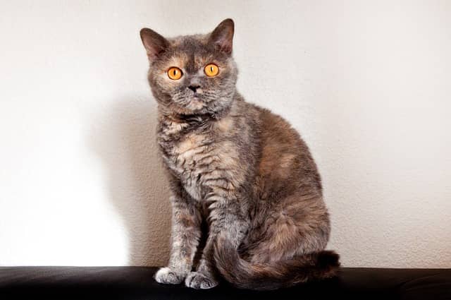 Selkirk Rex kedisi