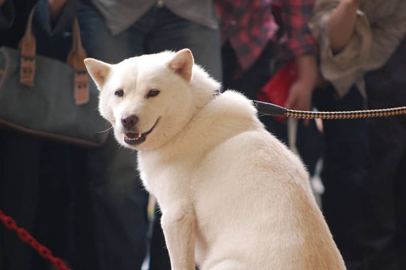 Ainu köpeği