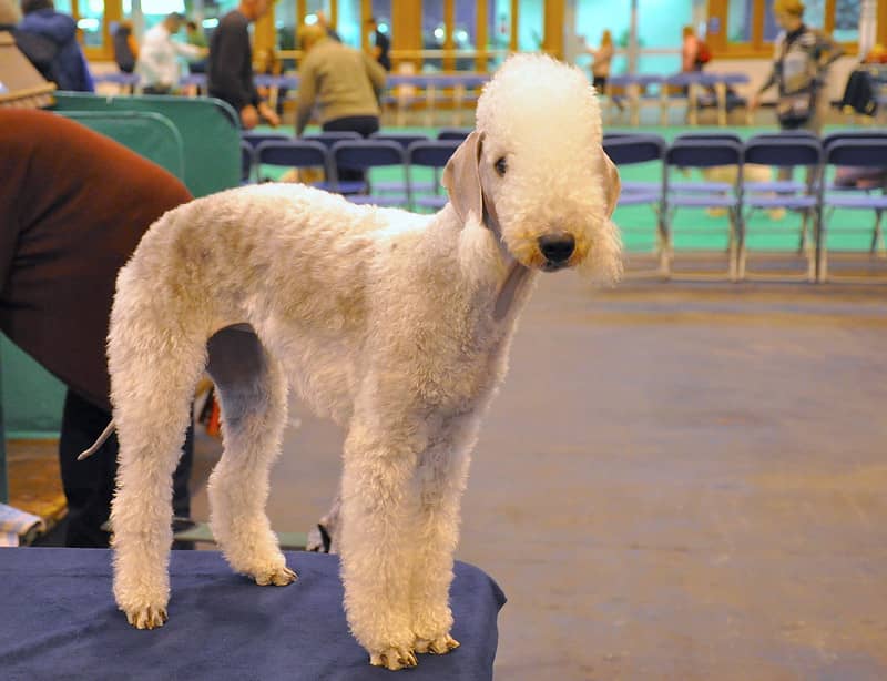 Bedlington Terrier​ köpeği