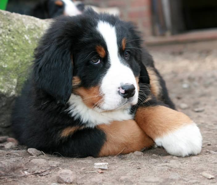 Bernese Dağ Köpeği​