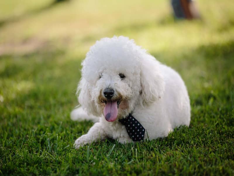 Bichon Frise köpeği