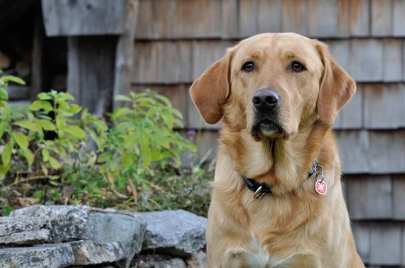 Golden Retriever​ köpeği