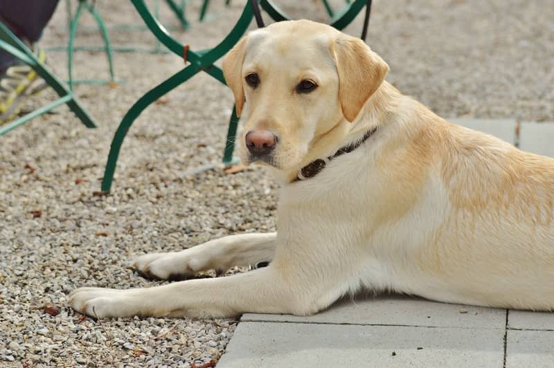 Labrador Retriever köpeği