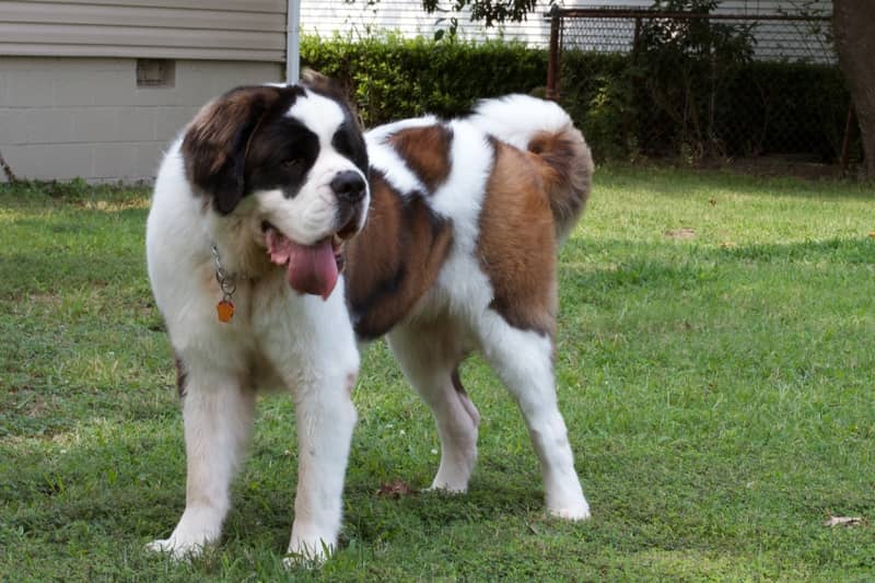 Landseer köpeği