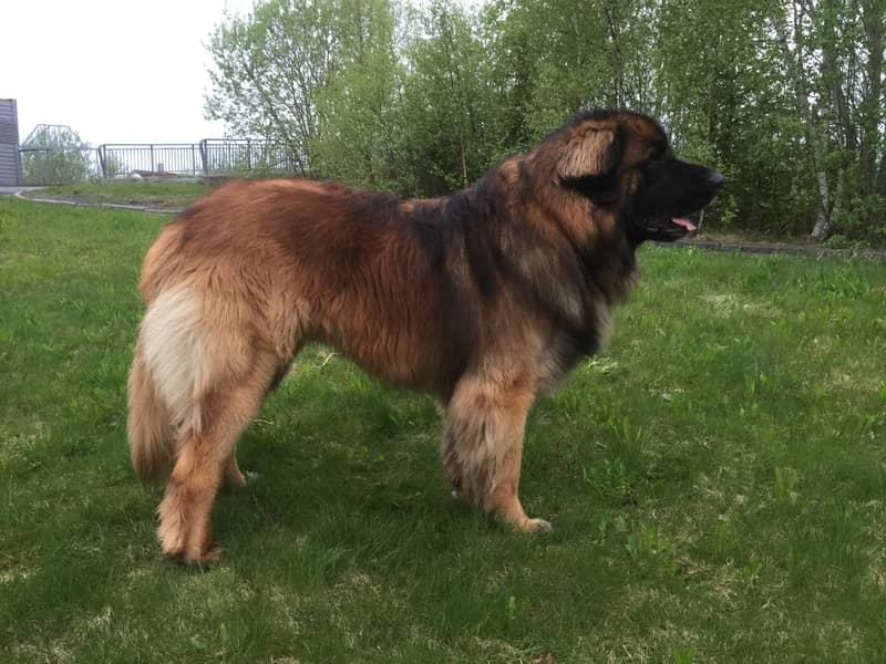 Leonberger köpeği