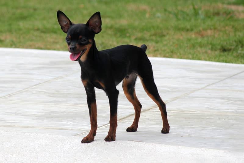 Minyatür Pinscher Köpeği