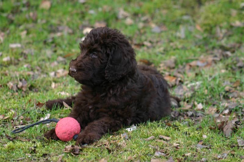 Newfoundland köpeği