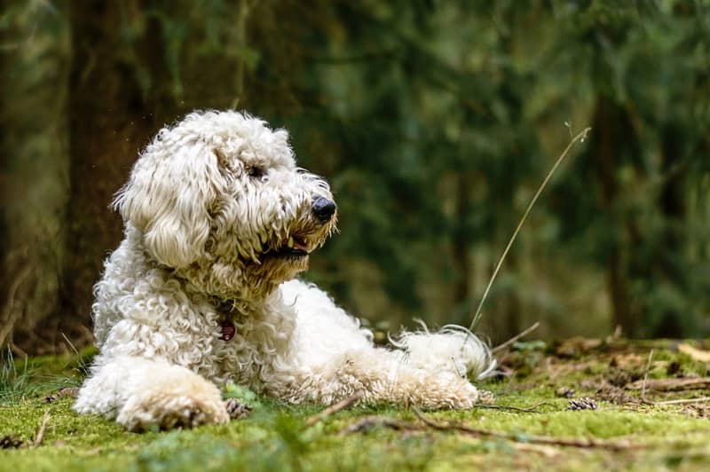 Poodle köpeği