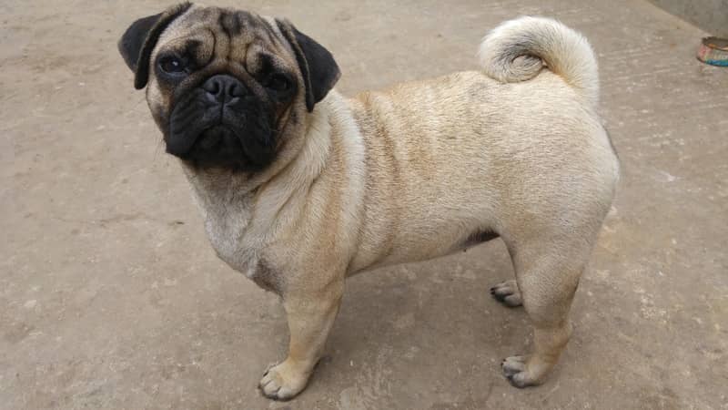 Pug köpeği