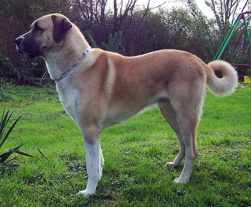 Pyrenees Mastiff köpeği