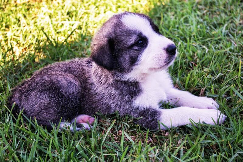 Rafeiro do Alentejo​ Köpeği