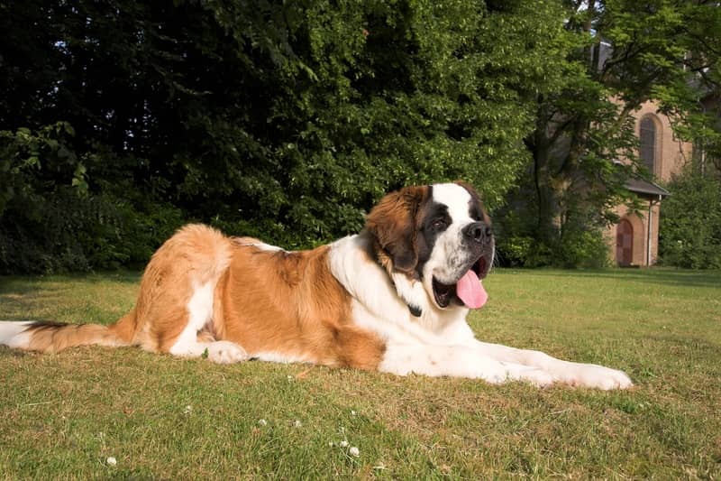 Saint Bernard köpeği