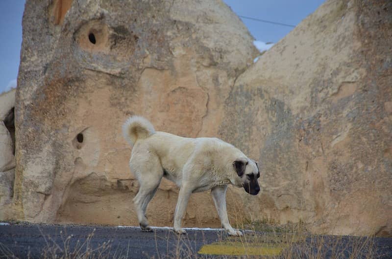 Sivas kangalı köpeği