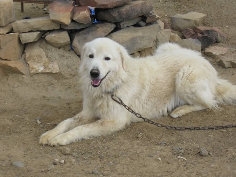 Slovak Tchouvatch köpeği