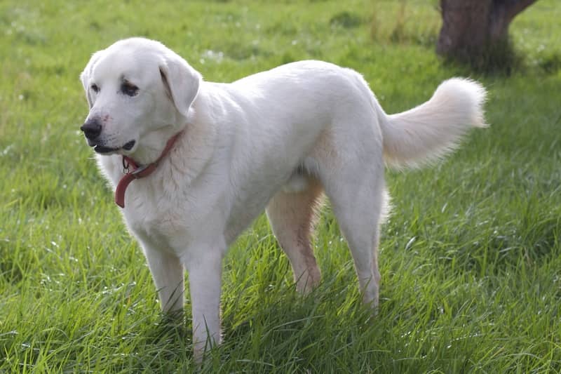 Tatra Çoban Köpeği