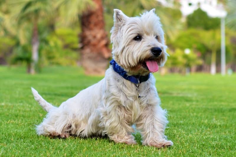 West Highland White Terrier köpeği