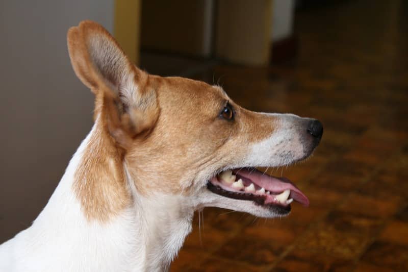 Basenji köpeği