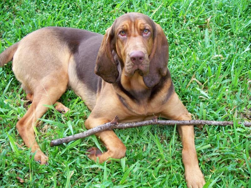 Basset Hound köpeği