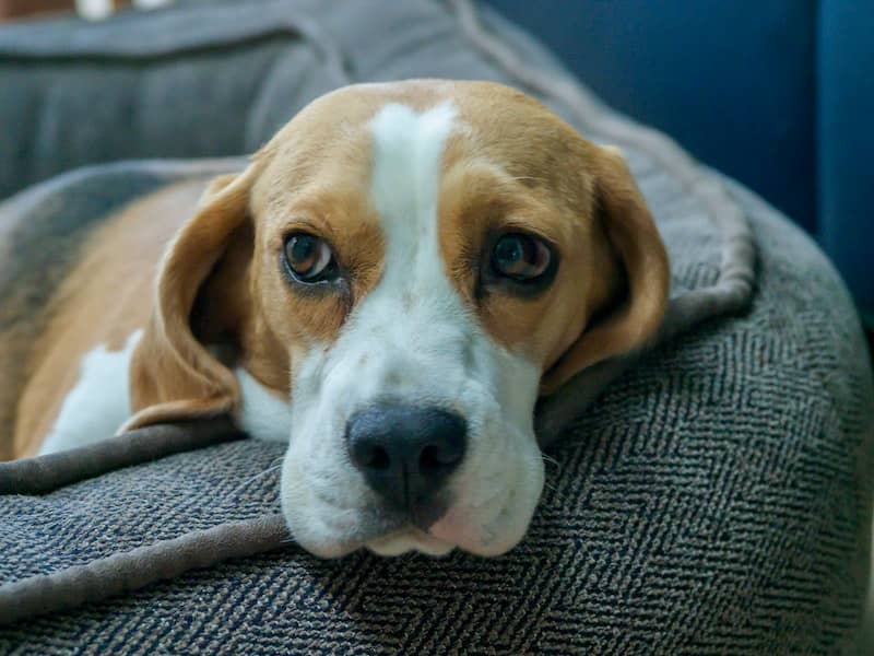 Beagle köpeği