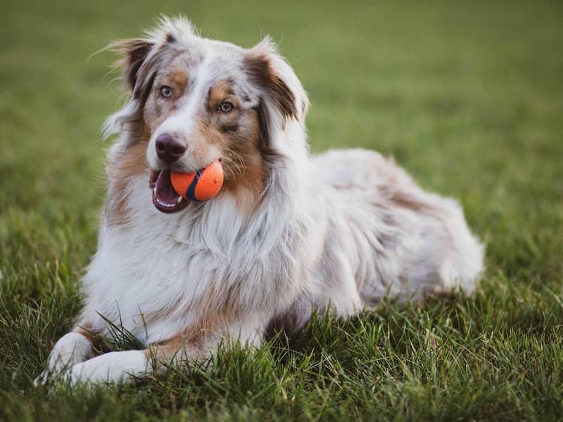 Border Collie köpeği