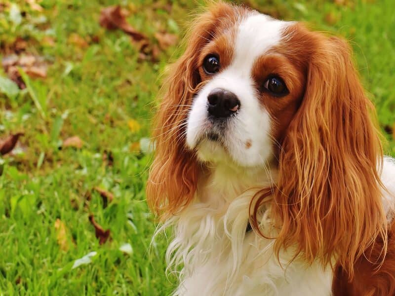 Cavalier King Charles Spaniel köpeği