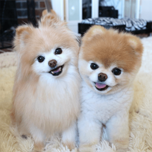 Pomeranian Boo