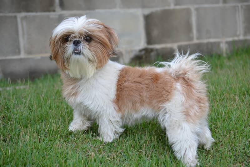 Shih Tzu köpeği