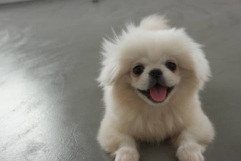 Tibet Spaniel köpeği