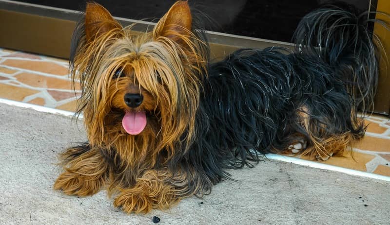 Yorkshire Terrier köpeği